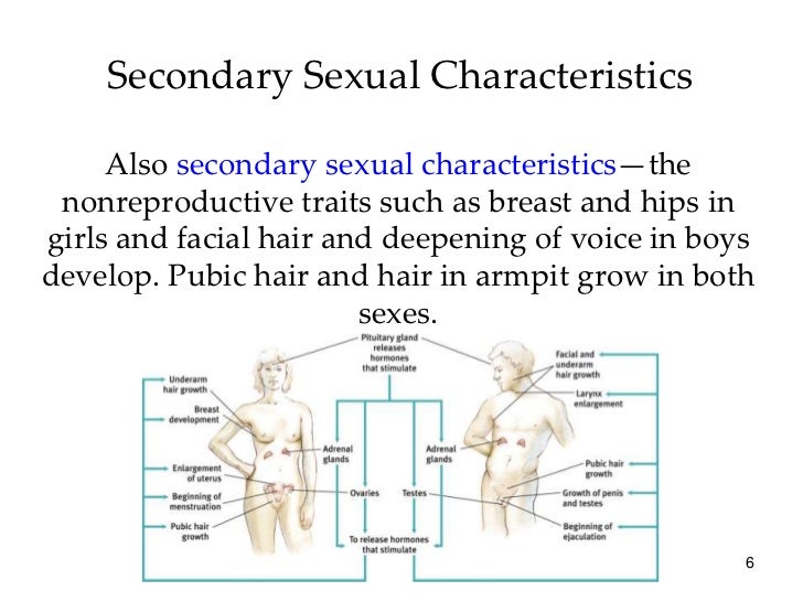 Examples of secondary sex characteristics